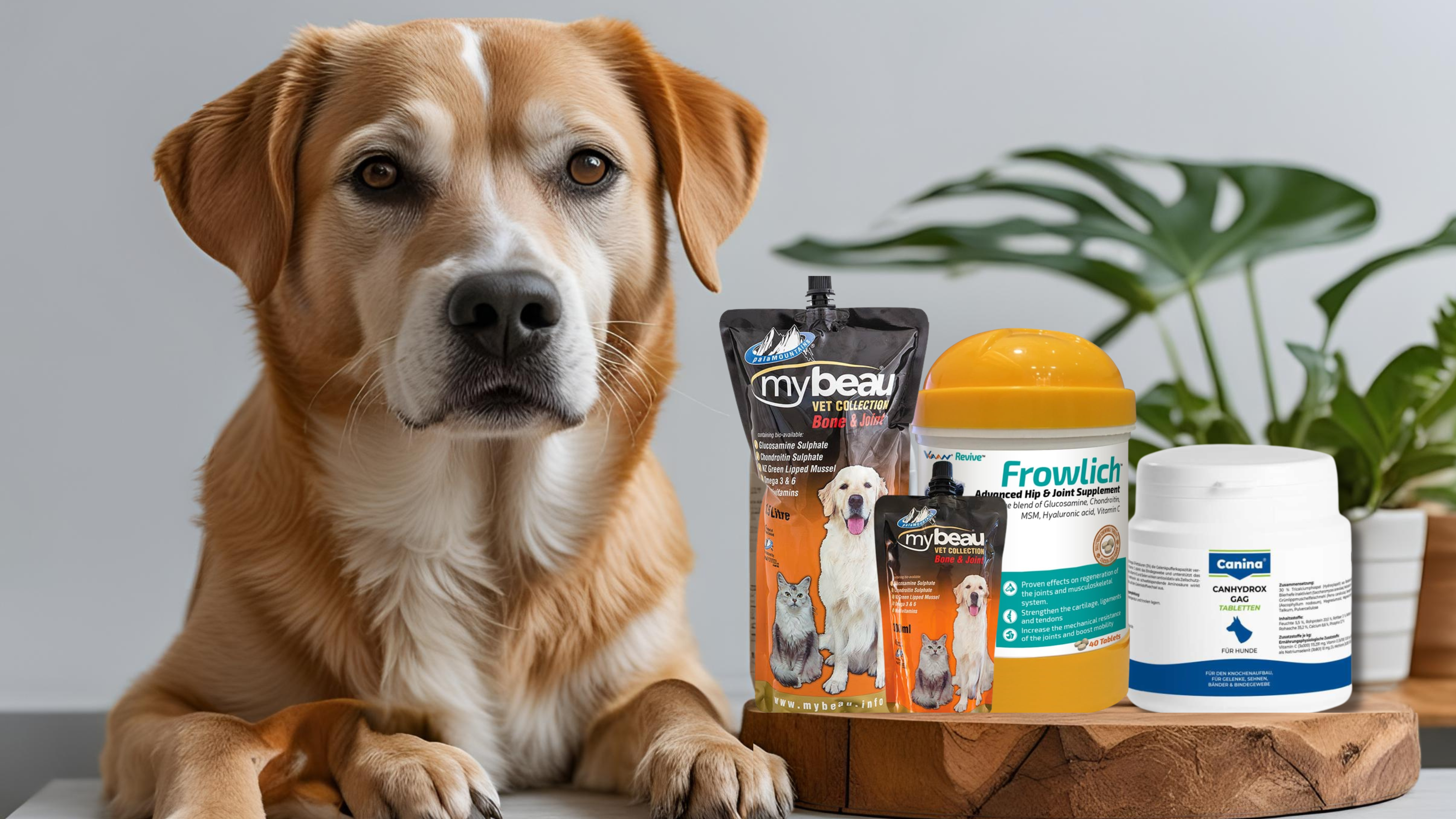 Advanced Joint & Mobility Support for Dogs: Expert Guide to Pain-Free Movement