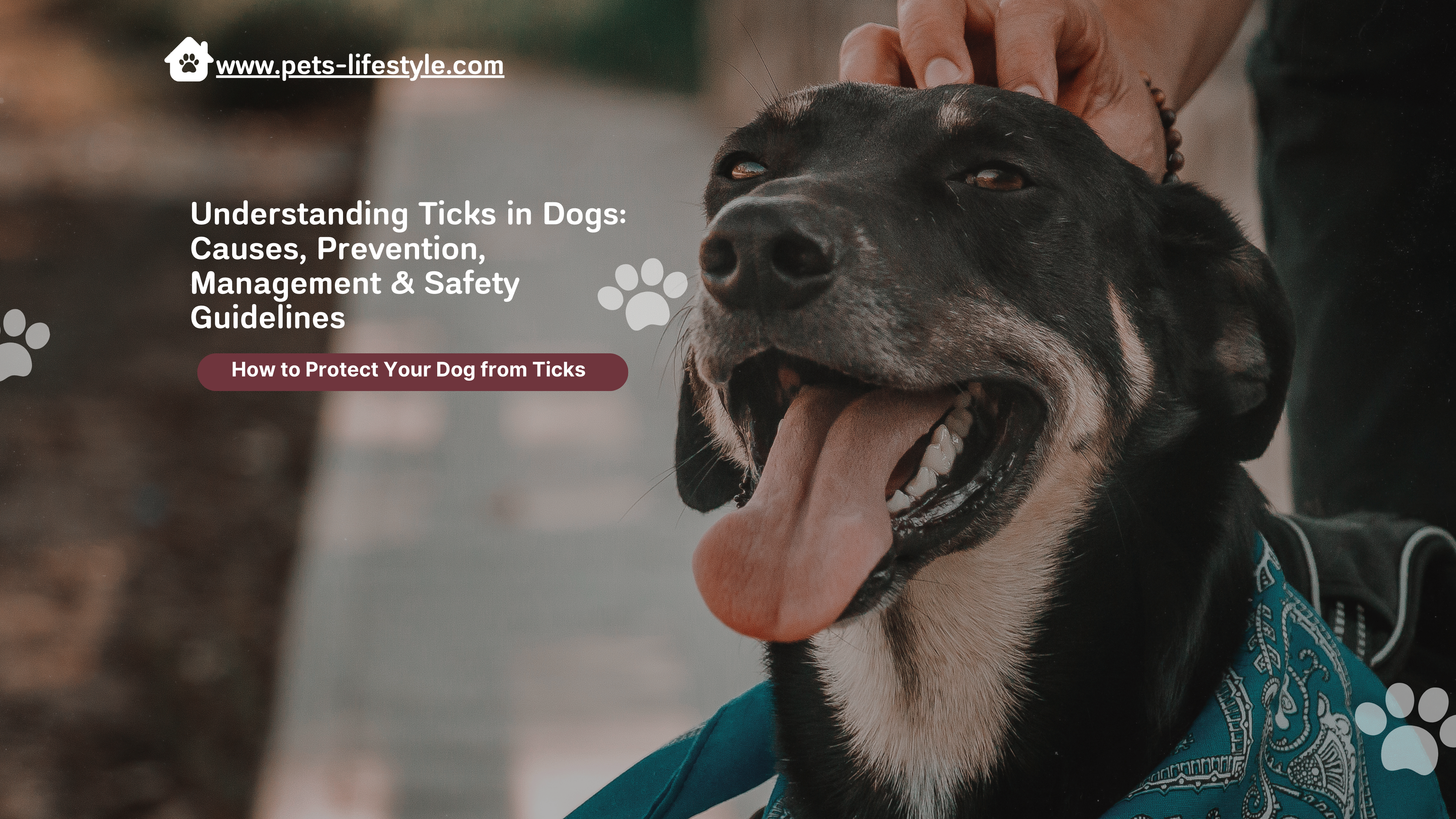 Understanding Ticks in Dogs: Causes, Prevention, Management & Safety Guidelines