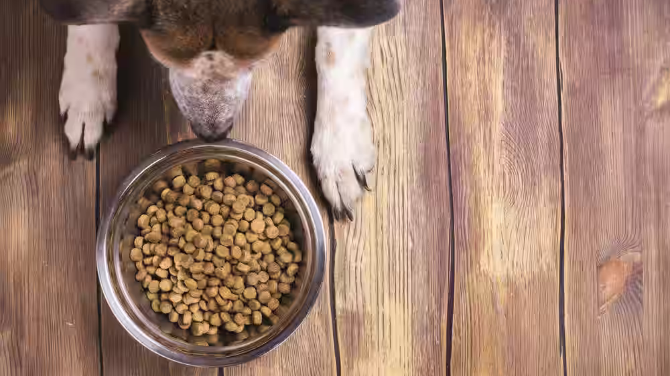 Best Dog Food in Bhopal