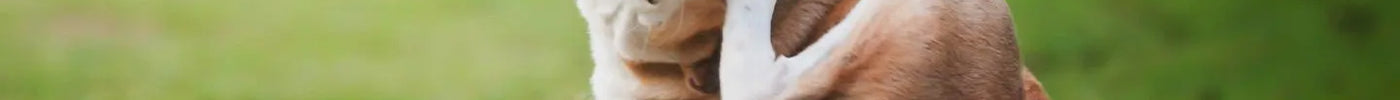 Common Skin Issues for Dogs