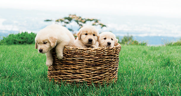 Top Dog Breeds for Indian Home