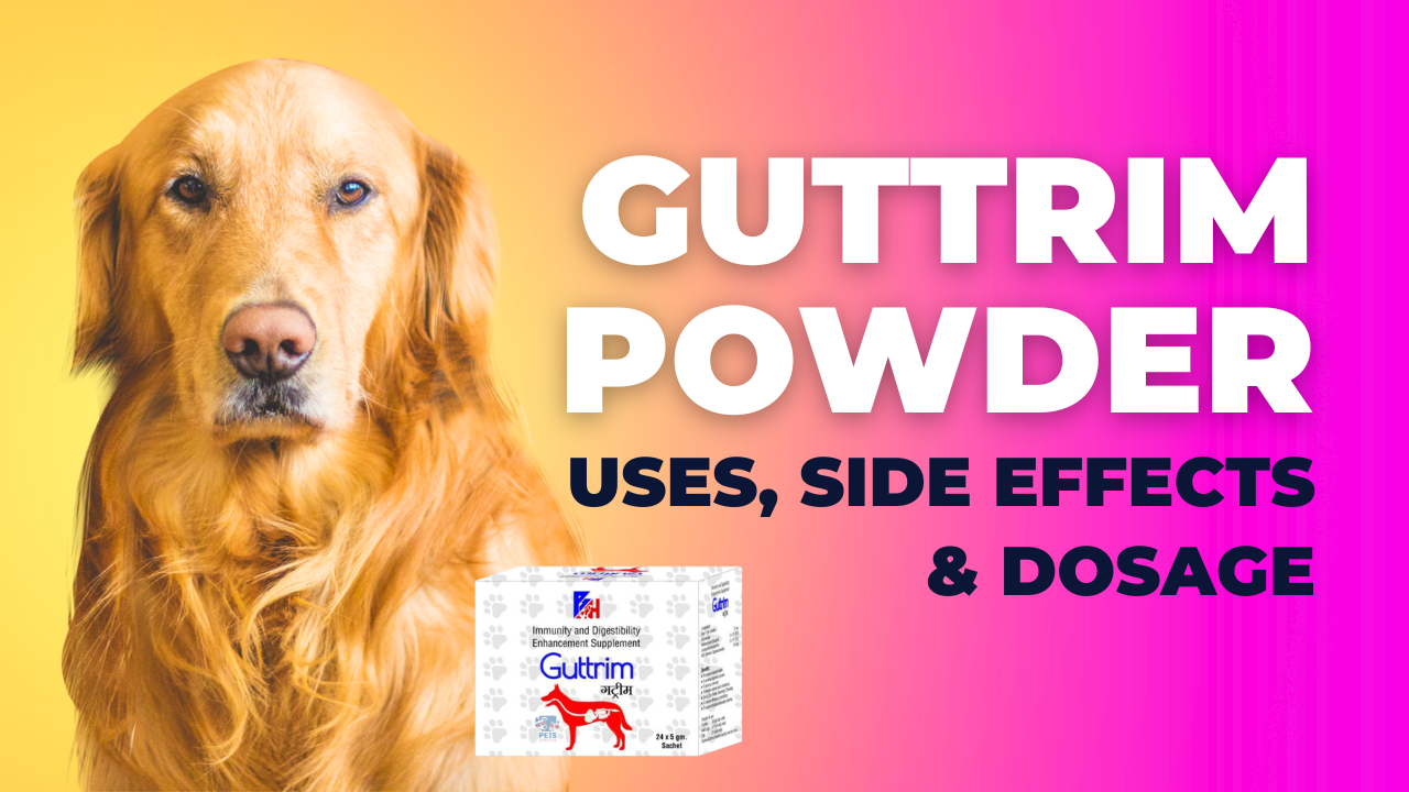 Guttrim Powder