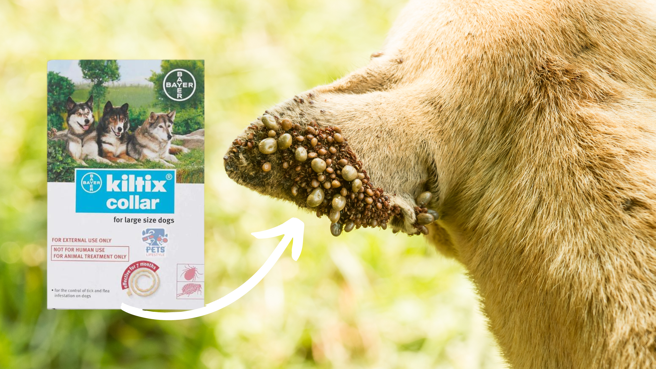How Bayer Kiltix Tick Collar