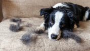 How To Reduce Shedding In Dogs