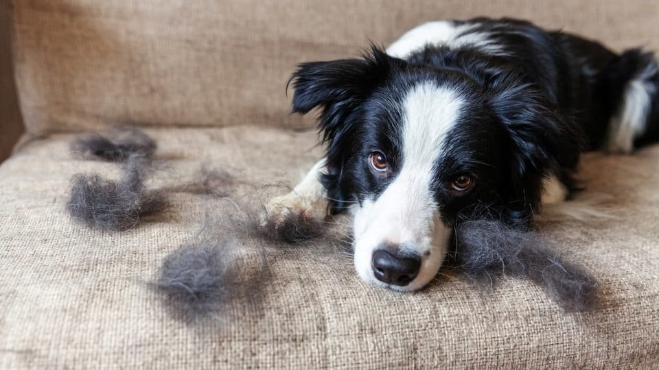 How To Reduce Shedding In Dogs