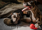 How to Deal With Excessive Barking in Dogs?