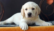 Lab Dog Prices in India