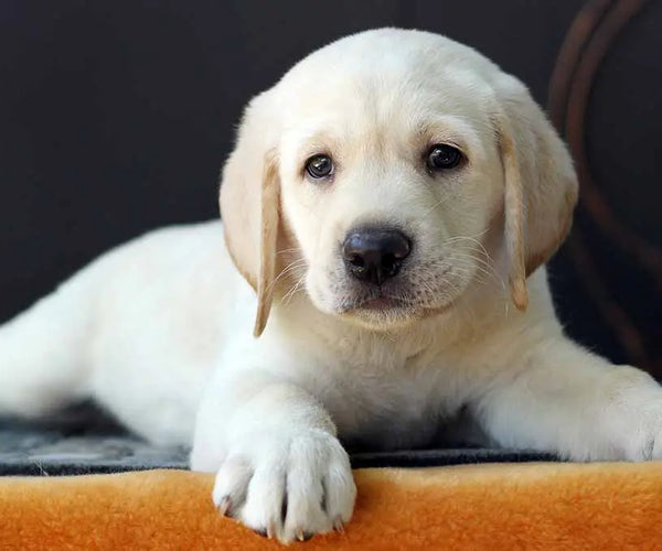 Labrador small puppy best sale