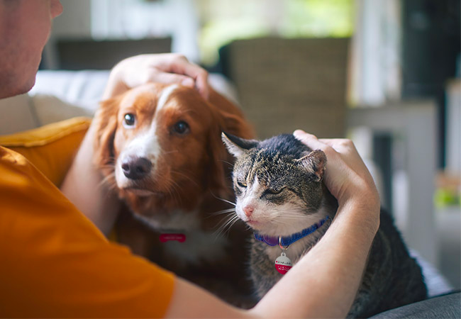 Benefits of pet supplements