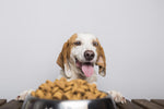 Pet Food in Bhopal