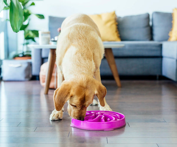 Slow Feeder Dog Bowl: Promoting Healthier Eating Habits for Your Canine ... - Canine Walking Companion Feeder