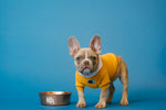 Tail-Wagging Delights A Guide to Choosing the Best Dog Food Brands