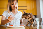 Top 10 Healthy Homemade Recipes for Cats