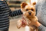Top Dog Grooming in Bhopal