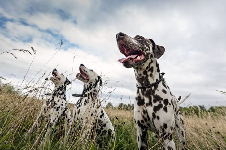 Top Indian Dog Breeds