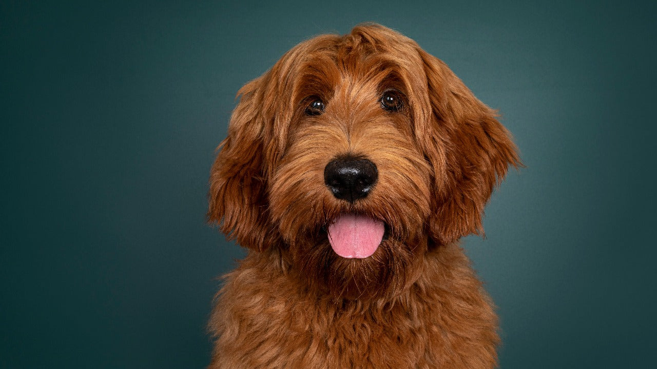Skin Care for Dogs: Expert Strategies for a Healthy, Itch-Free Coat