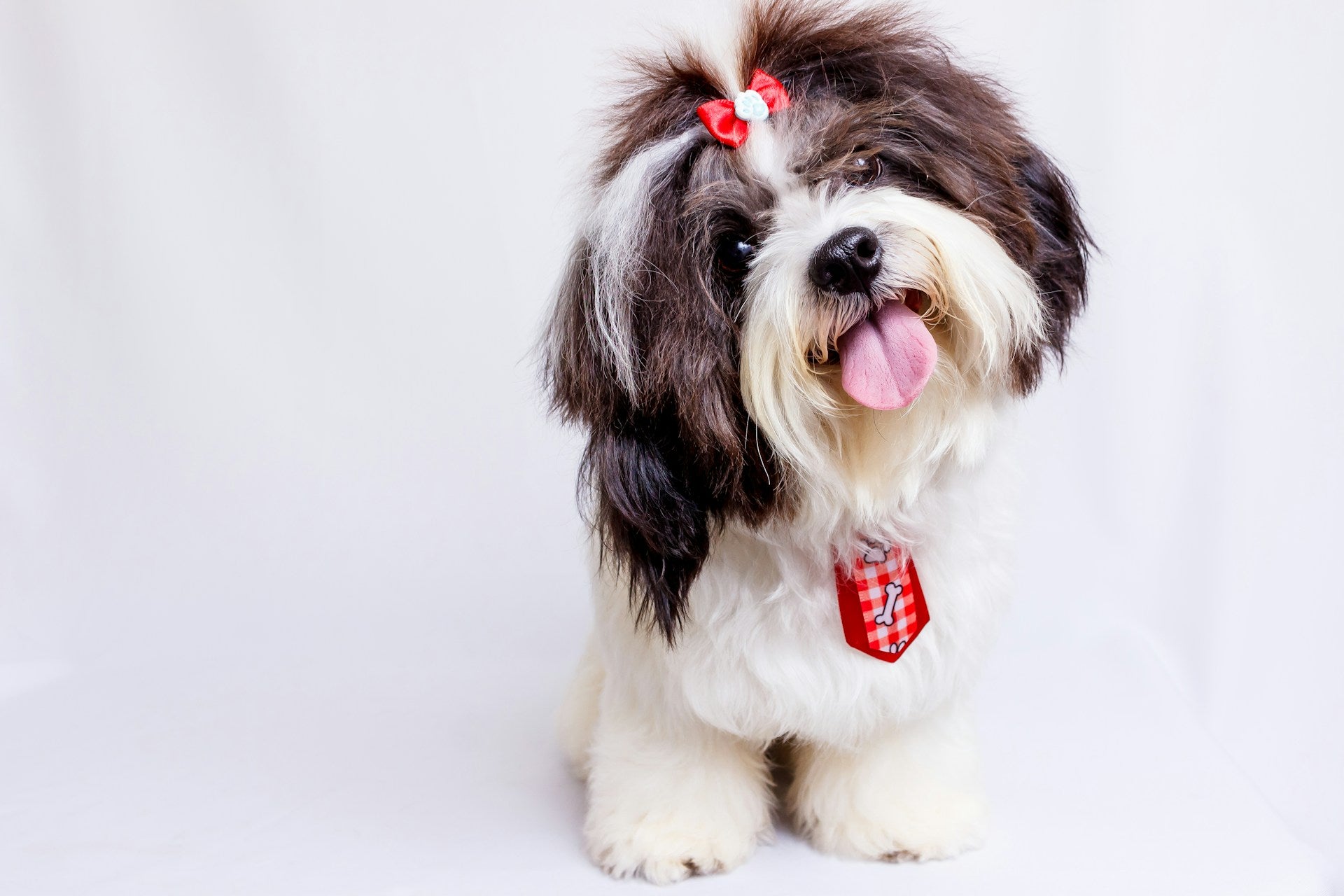 Which Dog Food is Best for Shih Tzu