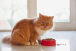 cat food for persian cats