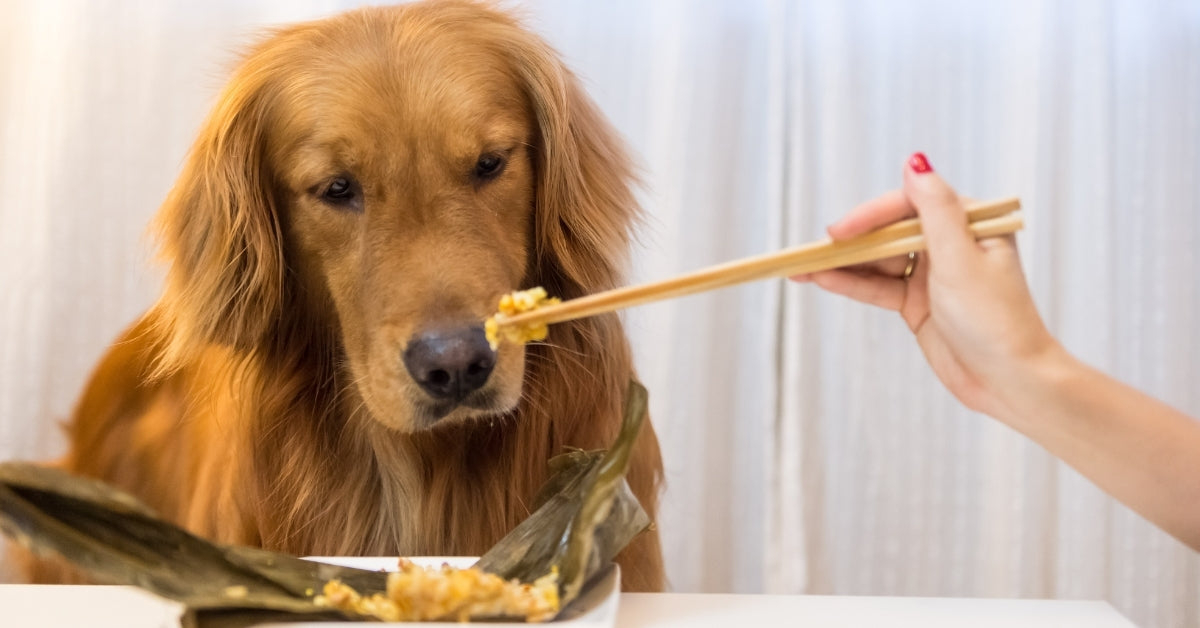 Best Dog Food for Golden Retrievers