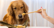 Best Dog Food for Golden Retrievers