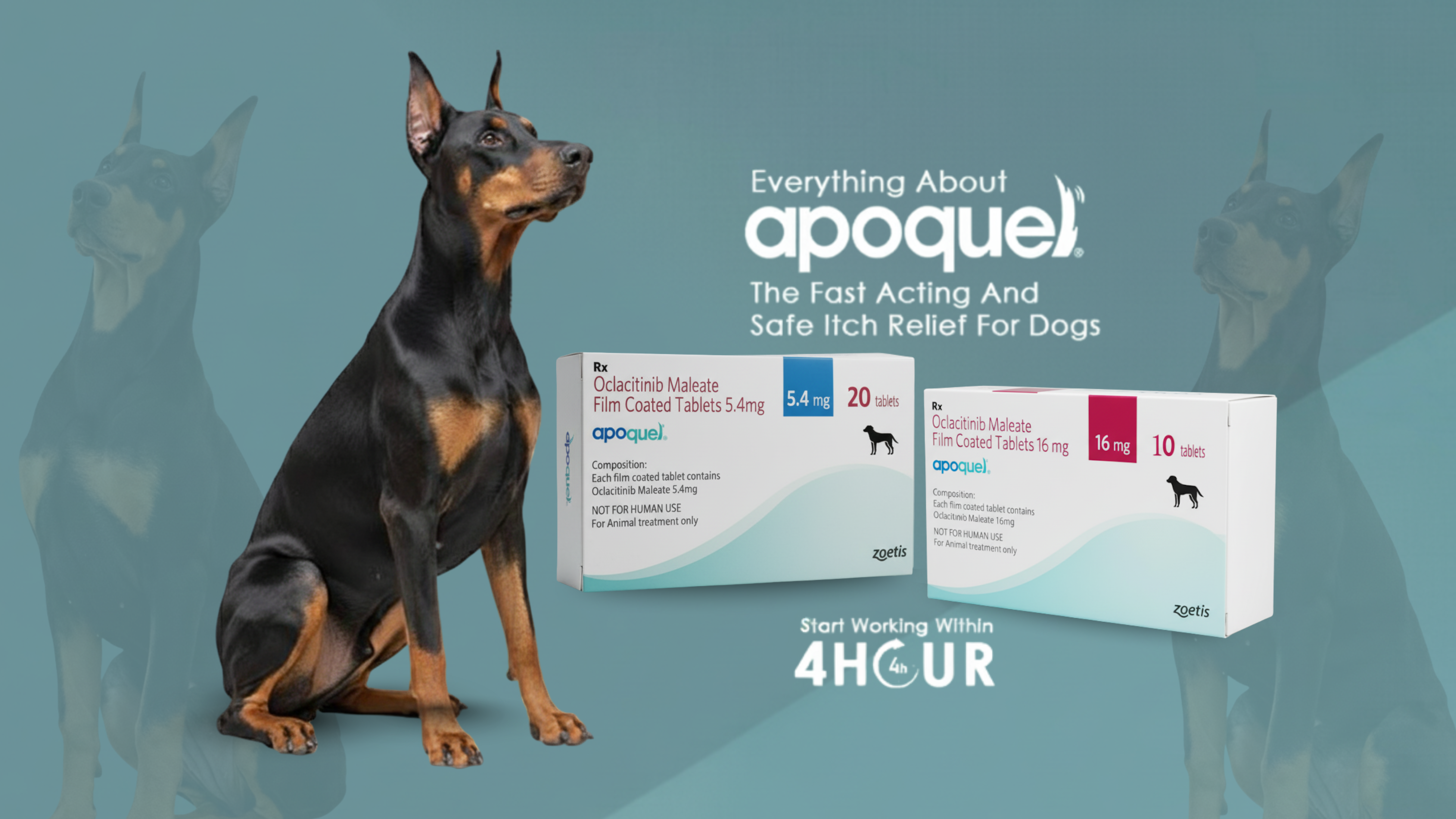 Apoquel® for Dogs – Fast Allergy Relief | Buy Apoquel 5.4 mg &and 16 mg Online in India