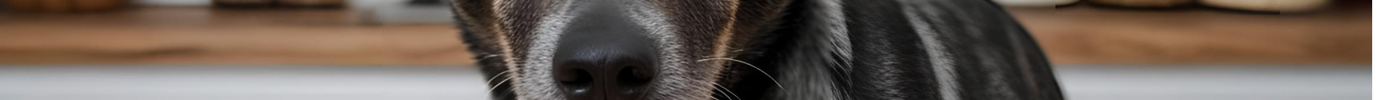 Gastrointestinal Support for Dogs: Maintaining Digestive Health with Expert Care