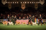 Specialty Shows and International Judges Set for Bhopal Dog Championship