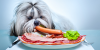 Which Dog Food is Best for Shih Tzu
