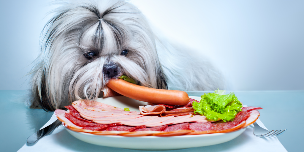 Which Dog Food is Best for Shih Tzu