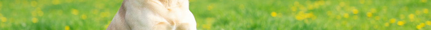 Labrador Dog Suppliers, Dealers & Prices In India