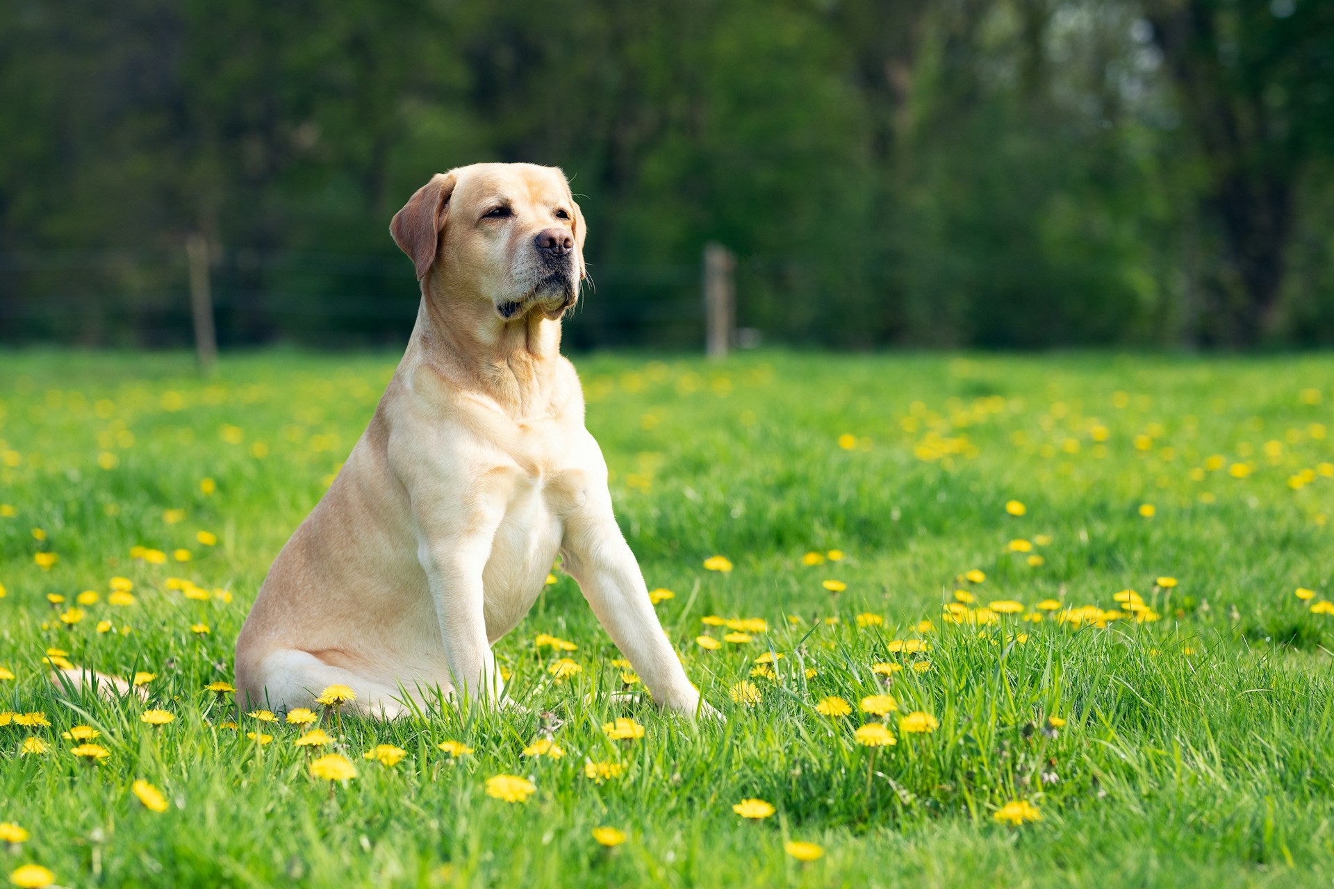 Labrador Dog Suppliers, Dealers & Prices In India