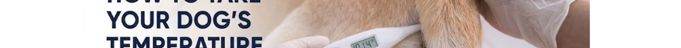 How to Take Your Dog’s Temperature Safely at Hom