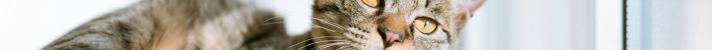professional pet products