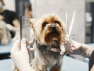 Dog Grooming Service In Bhopal