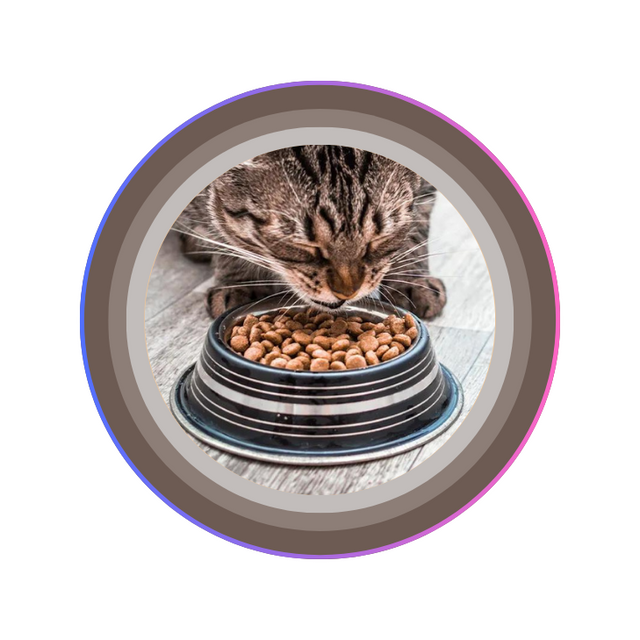 Cat Dry Food