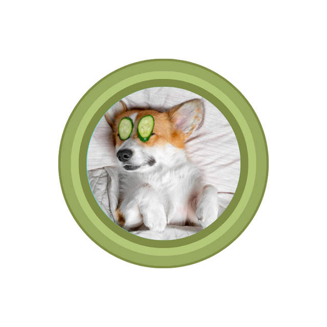 Skin Care For Dogs