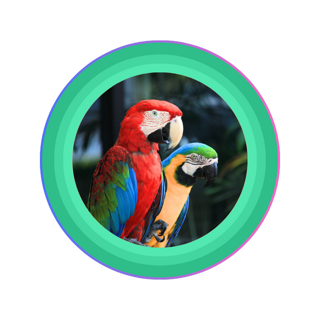 Bird Food