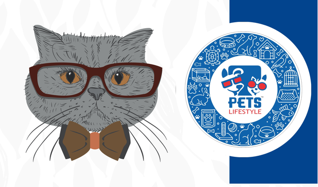 Pets Lifestyle Cats Food