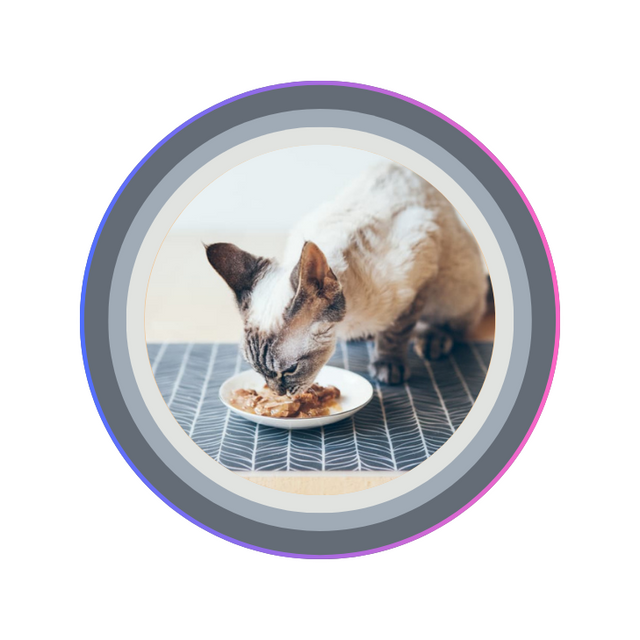 Wet Cat Food
