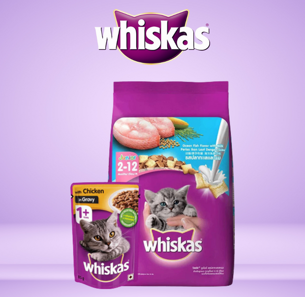 Kitten Food