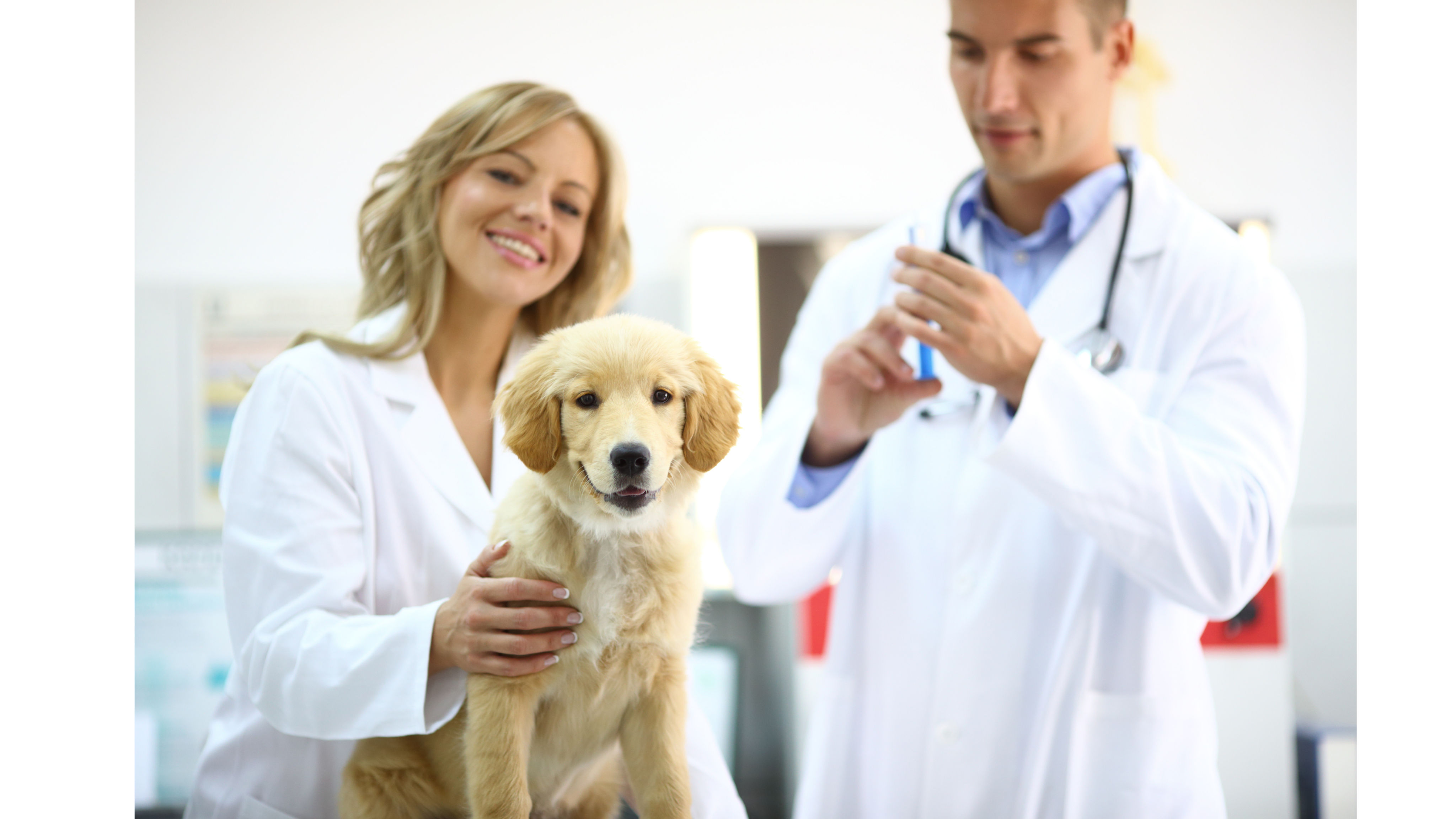 Dog Vaccination Schedule 2026