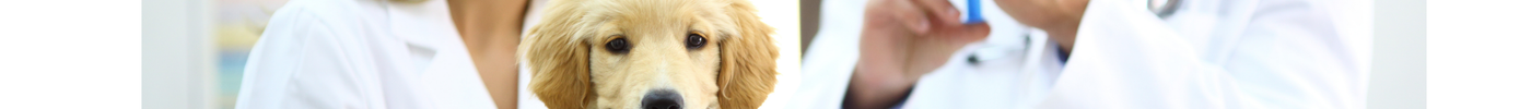 dog vaccination schedule India 2026 puppy adult