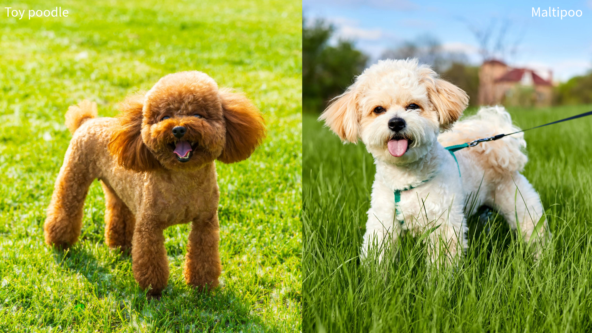Why Choosing a Purebred Poodle is Better Than a Maltipoo  Purebred Poodle vs Maltipoo