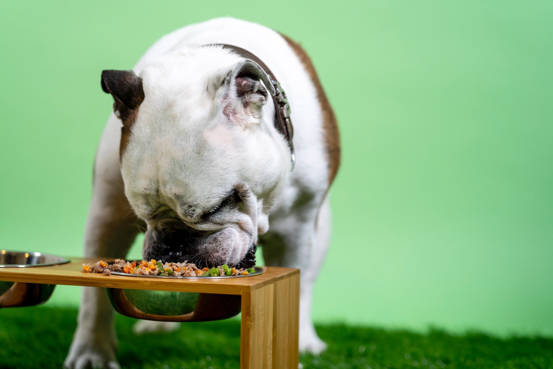 Breaking Down Common Myths About Grain-Free Pet Food | Best Dog Food