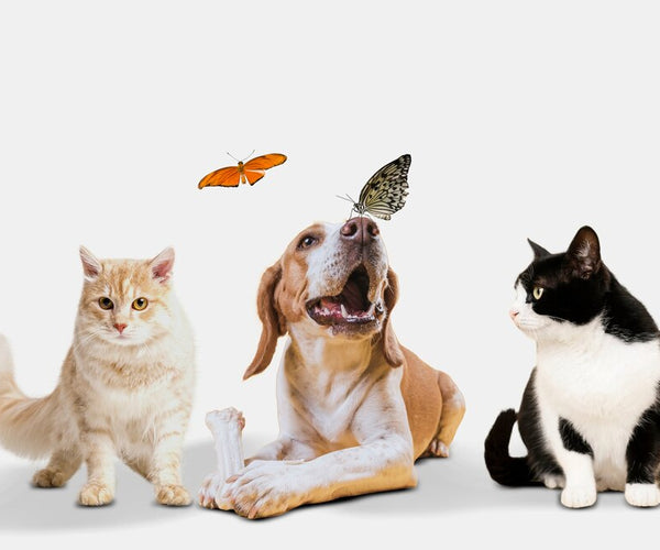 8 Best Pets for Kids What Type of Pet is Best for You?