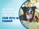 10 Expert Tips to Take Care of your Pets in Summer