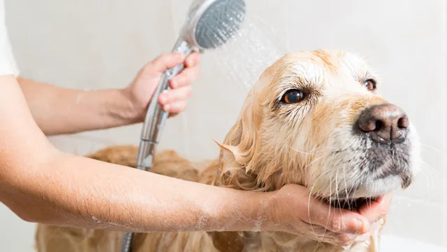 Dog Grooming Tips