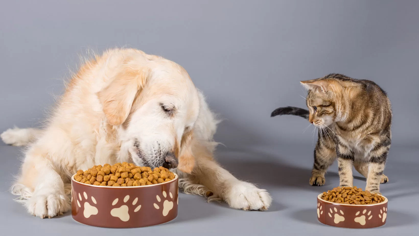 Feeding Human Food to Dogs and Cats