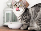 Feline Feast Unveiling the Secrets to the Best Cat Food Choices