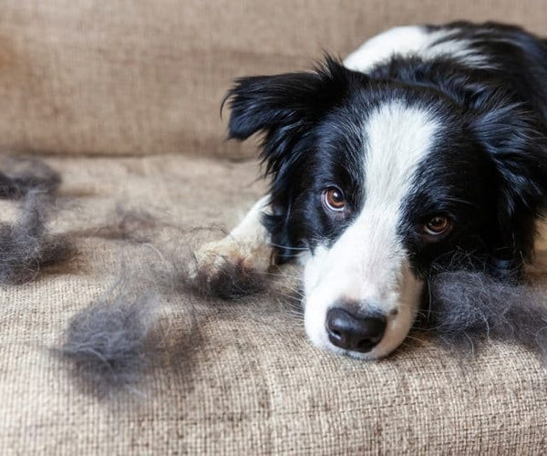 Controlling Canine Shedding Expert Tips for Reducing Dog Hair in Your Home